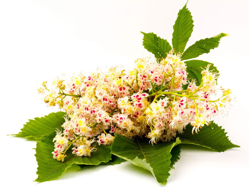 Fiore di castagno Fiore di castagno