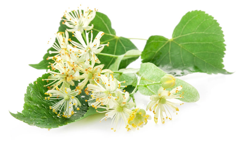 Fiore di tiglio Fiore di tiglio