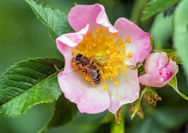 Ape su rosa canina Ape su rosa canina